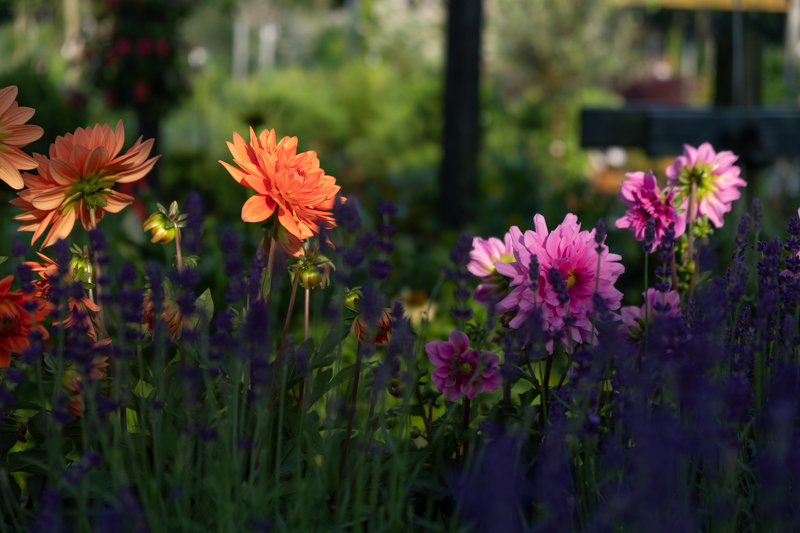 Vejen Fotoklub Blomsterstedet2