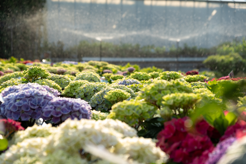 Vejen Fotoklub Blomsterstedet3