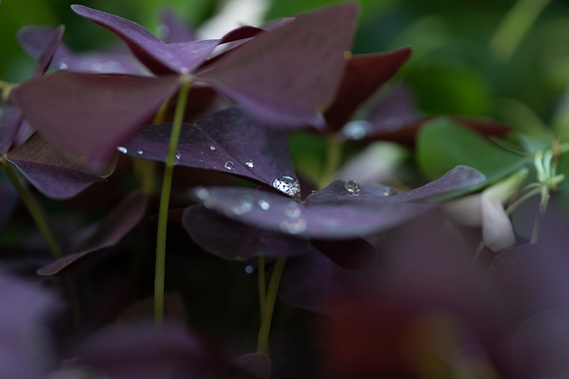 Vejen Fotoklub Blomsterstedet4