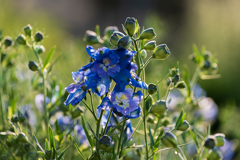 Vejen Fotoklub Blomsterstedet5