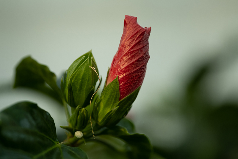 Vejen Fotoklub Blomsterstedet7